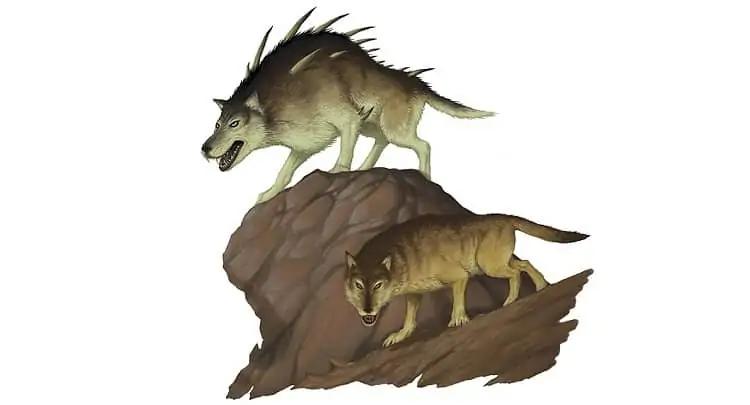 Variants of Dire Wolves